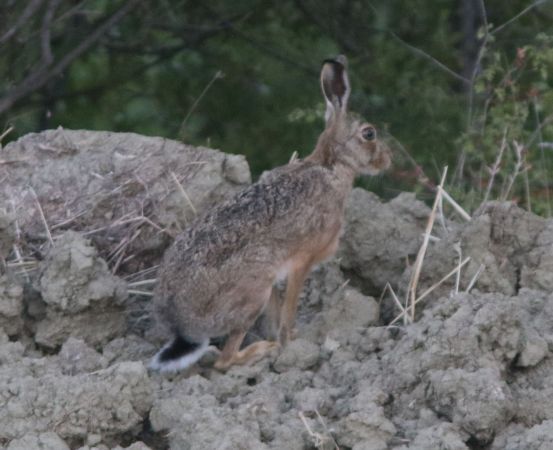 European Hare  - Marco Pantalone