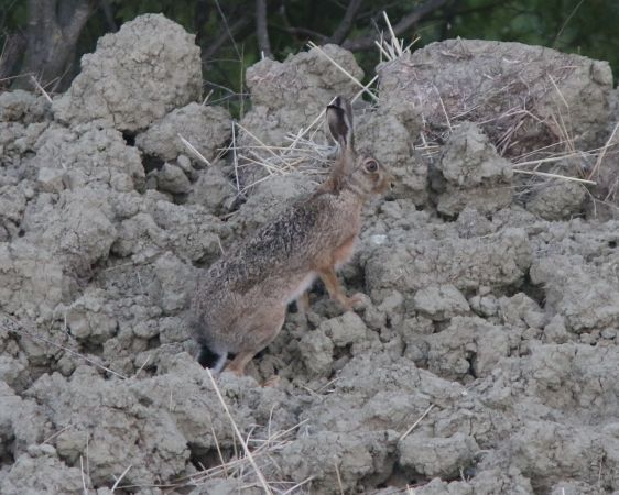 European Hare  - Marco Pantalone