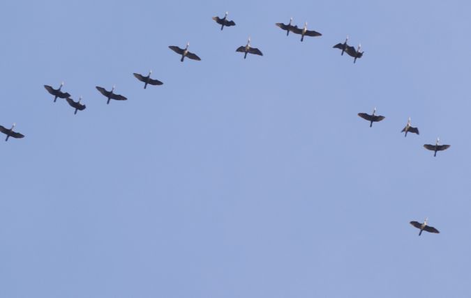 Great Cormorant  - Marcello Longeri