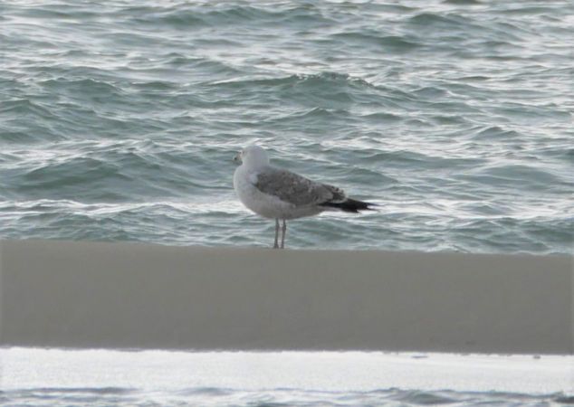 Caspian Gull  - Giovanni Gianelli