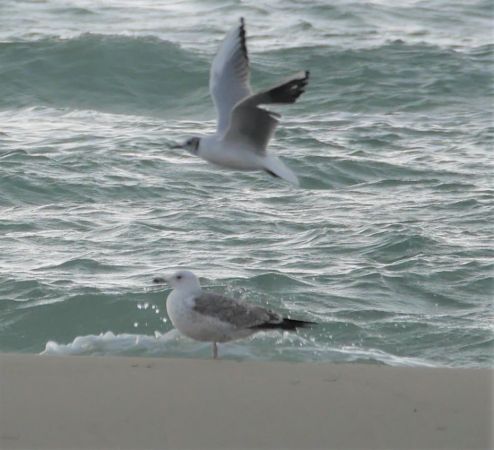 Caspian Gull  - Giovanni Gianelli