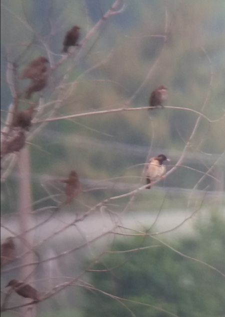 Rosy Starling  - Lorenzo Tosatti