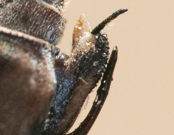 Lestes viridis  - Paolo Zucca