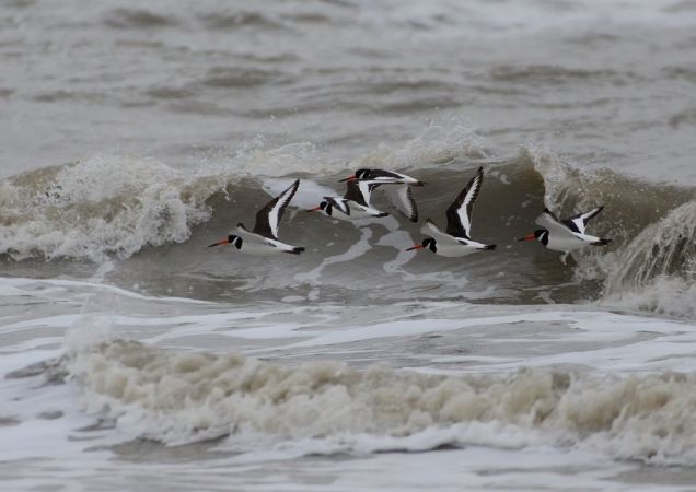 Eurasian Oystercatcher (H.o.longipes)  - Luigi Gennari