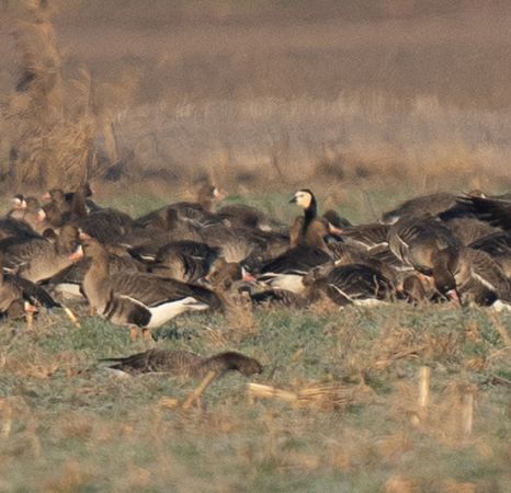 Barnacle Goose  - Franco Salvini