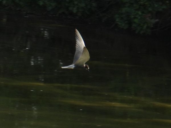 Black Tern  - Antonio Gennaro