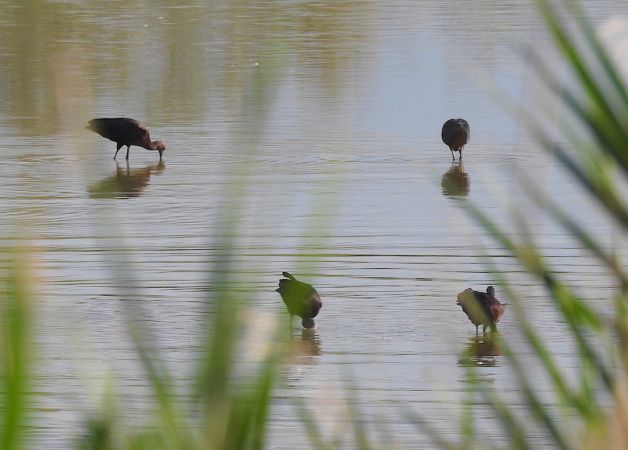 Ibis falcinelle  - Massimo Bozza