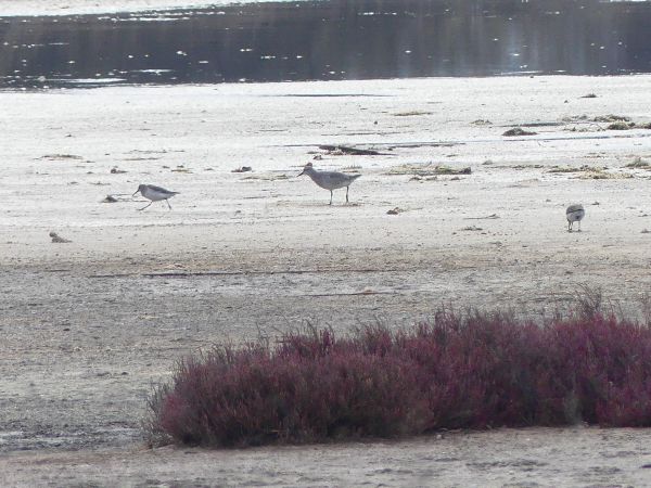 Piovanello maggiore  - Lorenzo Cocco
