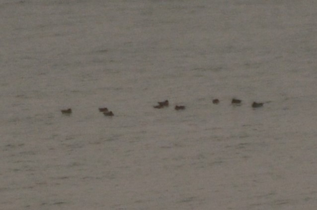 Anitra indet.  - Alberto Manganaro