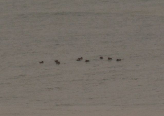 Anitra indet.  - Alberto Manganaro