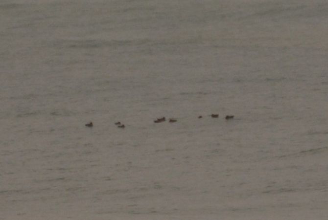 Anitra indet.  - Alberto Manganaro