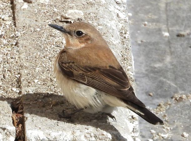 Monachella occidentale / orientale  - Francesco Barberini