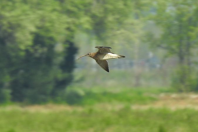 Chiurlo piccolo  - Luca Bonomelli