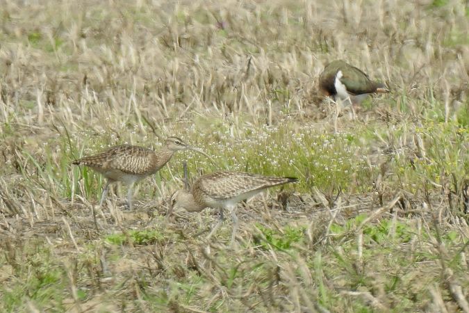 Chiurlo piccolo  - Luca Bonomelli