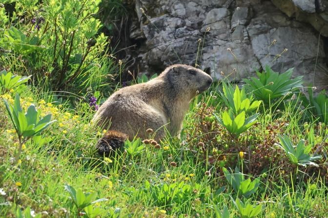 Marmotta  - Giuseppe Colombo