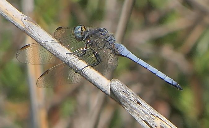 Orthetrum coerulescens  - Fabio Angeli