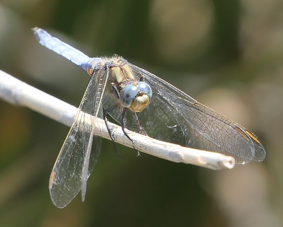 Orthetrum coerulescens  - Fabio Angeli