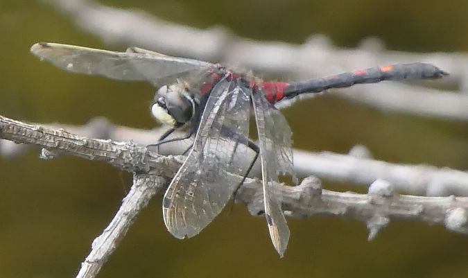 Leucorrhinia dubia  - Fabio Angeli