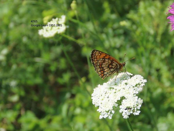 Melitaea athalia / celadussa  - Giorgio Leoni