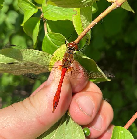 Sympetrum sanguineum  - Nicola Pilon