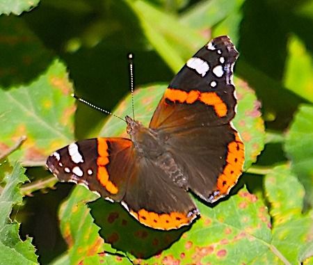 Vanessa atalanta  - Angelo Pasqua