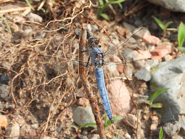 Orthetrum brunneum  - Mirko Tomasi