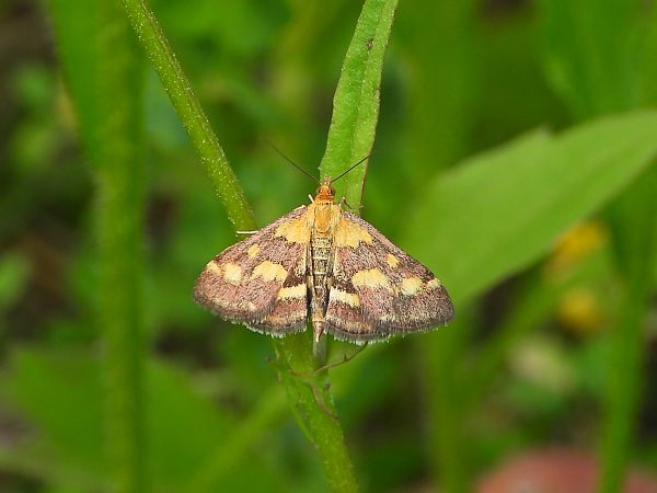 Pyrausta purpuralis  - Mirko Tomasi