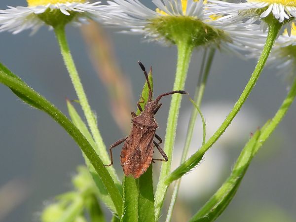 Coriomeris denticulatus  - Mirko Tomasi