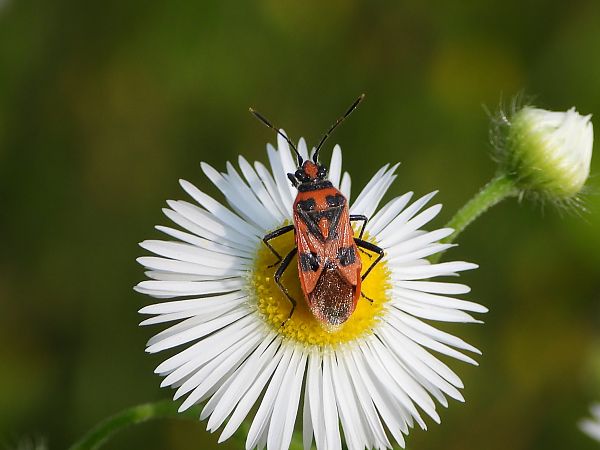 Corizus hyoscyami hyoscyami  - Mirko Tomasi
