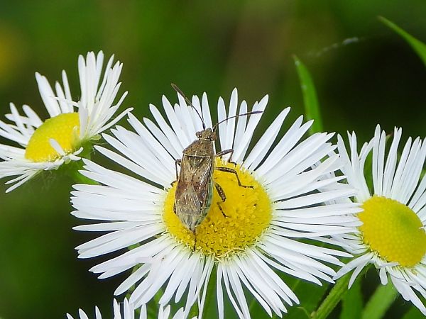 Stictopleurus punctatonervosus  - Mirko Tomasi