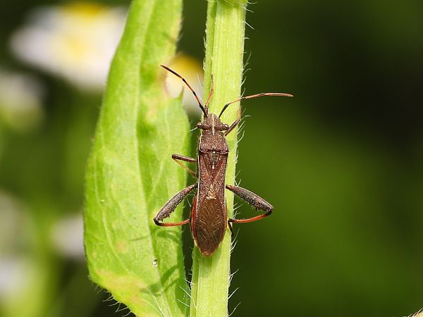 Camptopus lateralis  - Mirko Tomasi