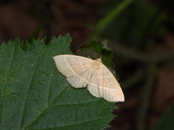 Trisateles emortualis  - Mirko Tomasi