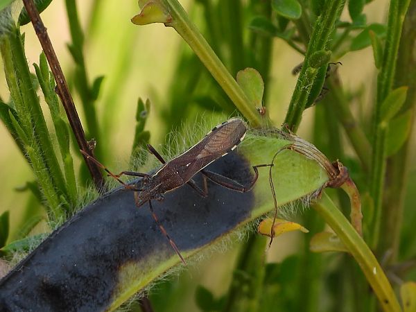 Camptopus lateralis  - Mirko Tomasi