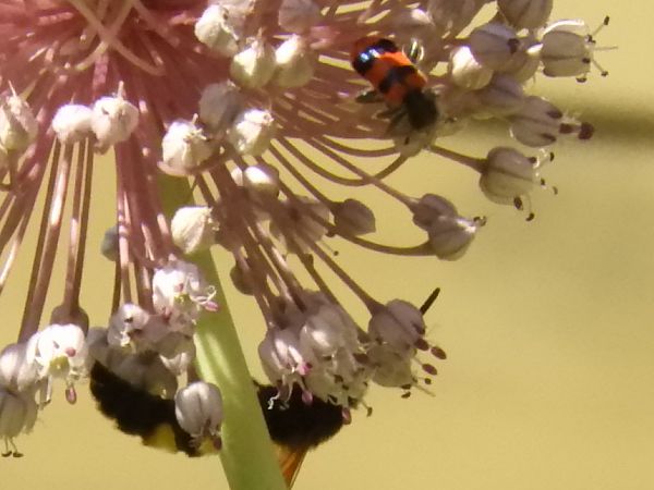 Trichodes apiarius  - Maria Rita Gelso
