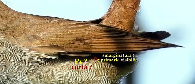 Usignolo  - Michele Lamberti