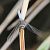 Orthetrum coerulescens  - Fabio Angeli