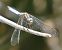 Orthetrum coerulescens  - Fabio Angeli