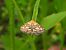 Pyrausta purpuralis © Mirko Tomasi