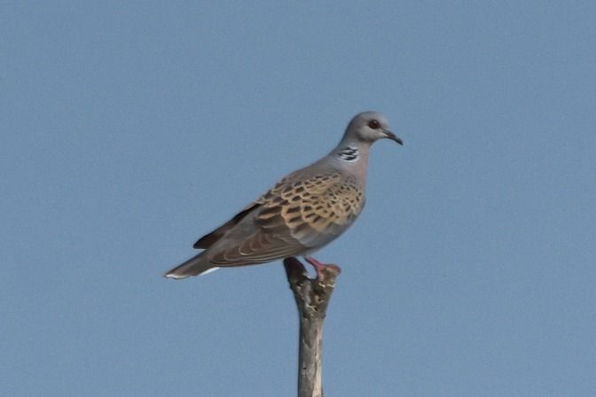 Tortora selvatica  - Giuseppe Colombo