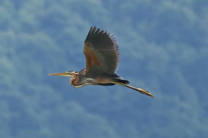 Airone rosso  - Giuseppe Colombo