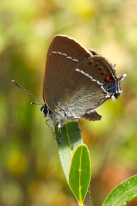 Satyrium spini  - Claude Müller
