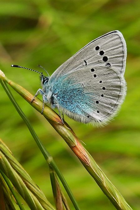 Glaucopsyche alexis  - Claude Müller