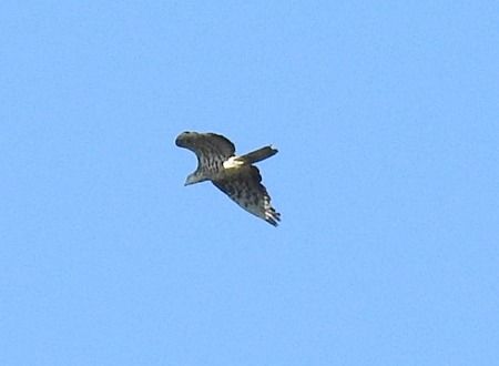 Falco pecchiaiolo  - Tiziana Ciaghi