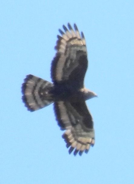 Falco pecchiaiolo  - Tiziana Ciaghi