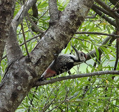 Picchio dalmatino (ssp. lilfordi)  - Matteo Faggi