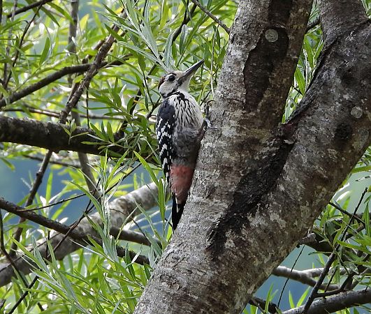 Picchio dalmatino (ssp. lilfordi)  - Matteo Faggi