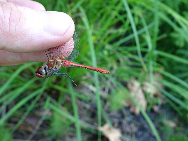 Sympetrum sanguineum  - Stefano Aguzzi