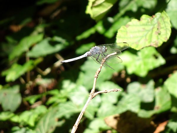 Orthetrum coerulescens  - Stefano Aguzzi