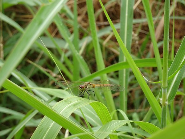 Sympetrum depressiusculum  - Stefano Aguzzi
