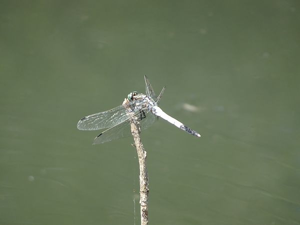 Orthetrum albistylum  - Stefano Aguzzi